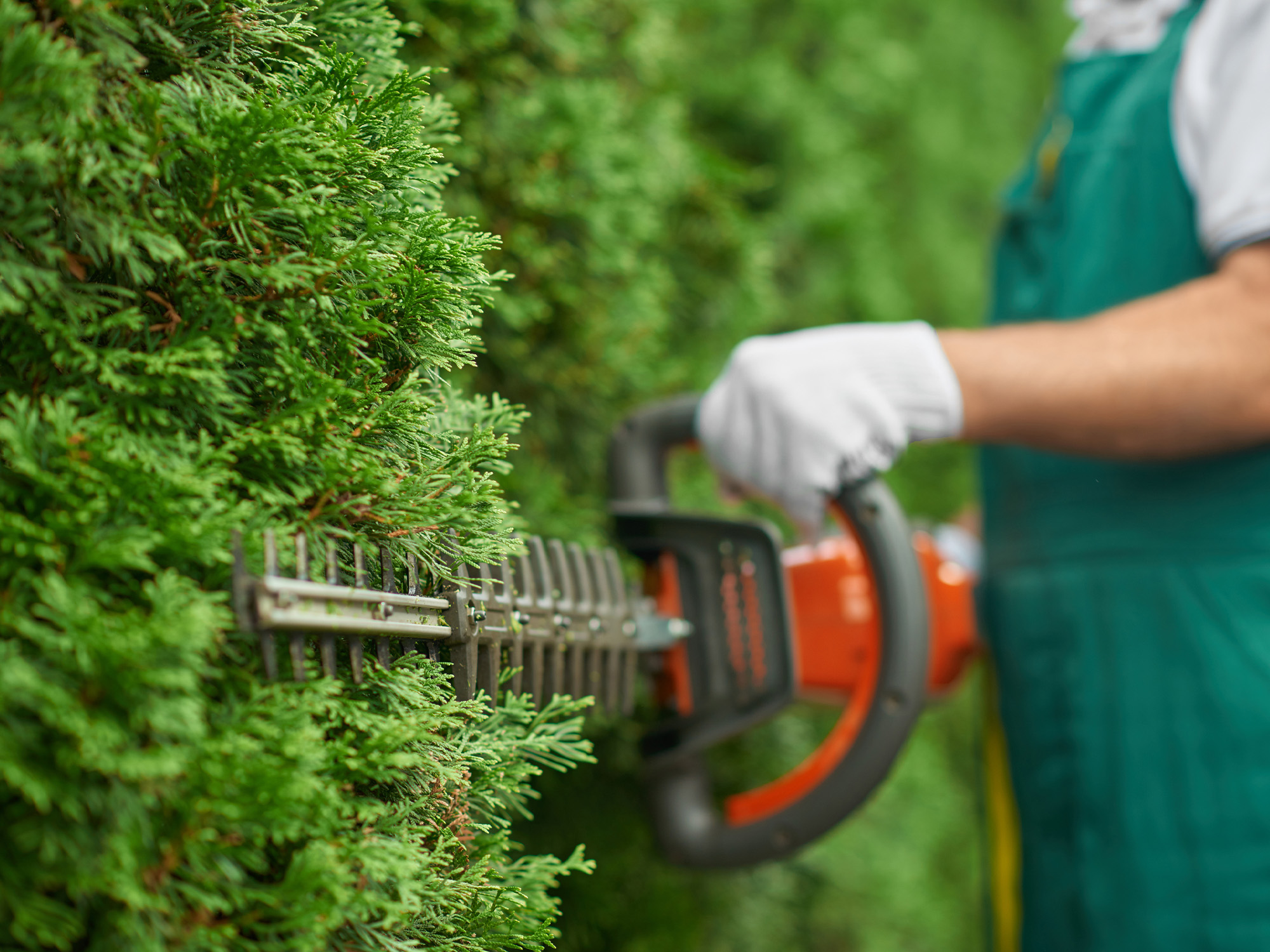 hedge trim