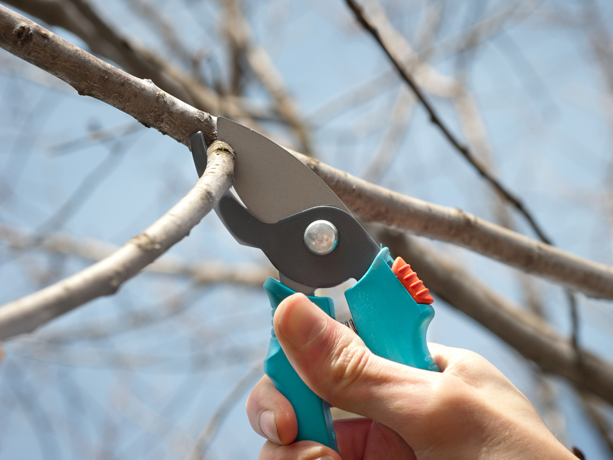pruning tree